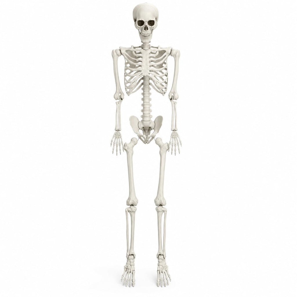 5.4 FT Poseable Skeleton H4389