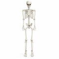 5.4 FT Poseable Skeleton H4389