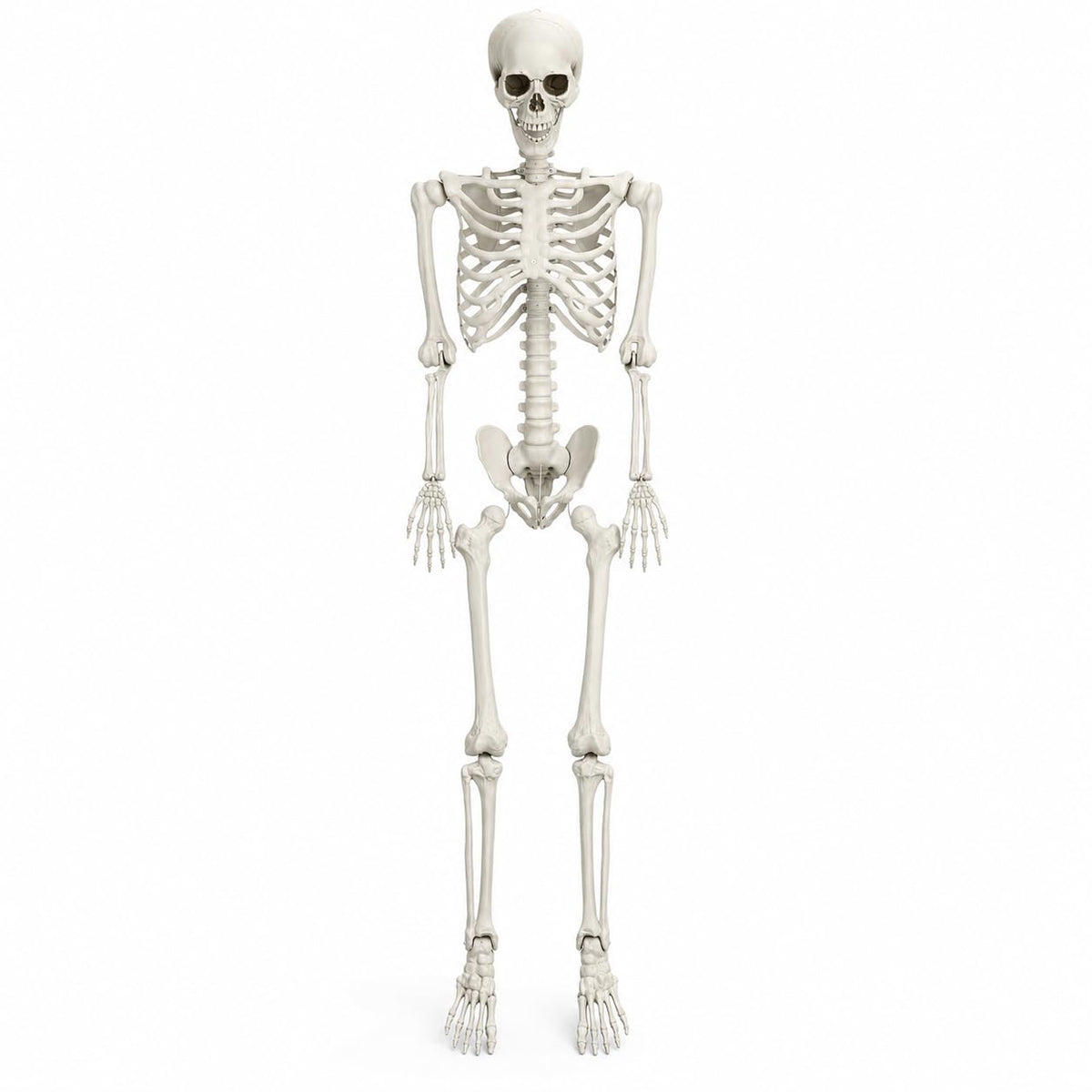 5.4 FT Poseable Skeleton H4389