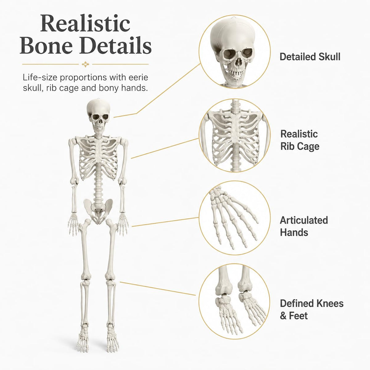 5.4 FT Poseable Skeleton H4389